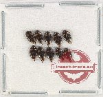 Scientific lot no. 141 Dytiscidae (10 pcs)