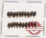 Scientific lot no. 142 Dytiscidae (20 pcs)