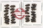 Elmidae Scientific lot no. 60 (30 pcs)