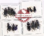 Scientific lot no. 731 Carabidae (12 pcs - 3 pcs A2)