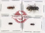 Bostrichidae Scientific lot no. 55 (4 pcs)