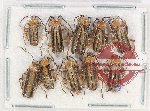 Scientific lot no. 61 Cantharidae (10 pcs)