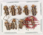 Scientific lot no. 10PP Cantharidae (10 pcs)