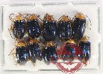 Scientific lot no. 517 Chrysomelidae (10 pcs)