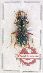 Australicapitona australasiae