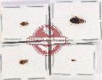 Scientific lot no. 727 Carabidae (Lebiinae) (4 pcs)