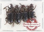 Scientific lot no. 13 Paussidae (4 pcs)