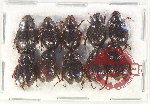 Hybosorinae Scientific lot no. 100 (10 pcs)