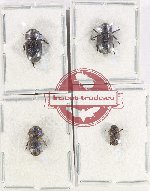 Scientific lot no. 166 Scolytidae (4 pcs)