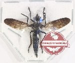 Asilidae sp. 1