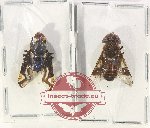 Scientific lot no. 97 Diptera (2 pcs)