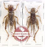 Scientific lot no. 41 Orthoptera (2 pcs)