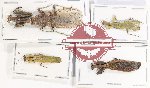 Scientific lot no. 20 Mantidae (4 pcs)