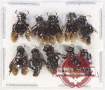 Scientific lot no. 464 Hymenoptera (10 pcs)