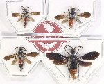 Scientific lot no. 463 Hymenoptera (Mutilidae) (4 pcs - 2 pcs A2)