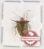 Pentatomidae sp. 59