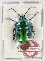 Scutellarinae sp. 66 (5 pcs)