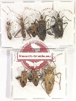 Scientific lot no. 1167 Heteroptera (8 pcs - 5 pcs A2)