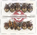 Scientific lot no. 1168 Heteroptera (11 pcs A2)