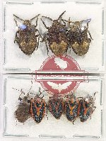 Scientific lot no. 1169 Heteroptera (8 pcs - 5 pcs A2)