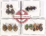 Scientific lot no. 1171 Heteroptera (15 pcs - 9 pcs A2)