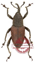 Curculionidae sp. 133 (A2)