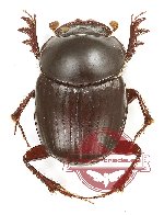 Onthophagus sp. 29