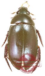 Hydrophilidae sp. 6