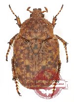 Porphyronota hebraea