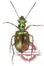 Pericalus sp. 6