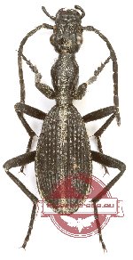 Cypholoba bottegoi