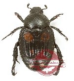 Rutelinae sp. 14