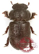 Tenebrionidae sp. 117