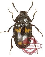 Tenebrionidae sp. 116