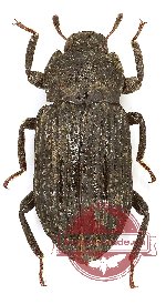 Tenebrionidae sp. 119