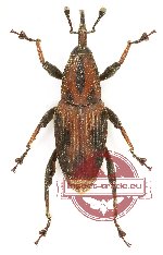 Curculionidae sp. 134