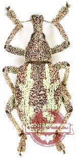 Rhinoscapha sp. 23