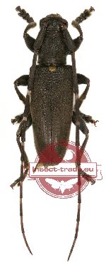 Acalolepta sp. 7 (5 pcs)