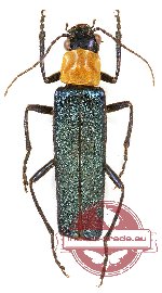 Cantharidae sp. 14