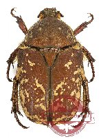 Protaetia (Netociomima) solorensis wetarica