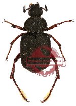 Paratrichius nicoudi