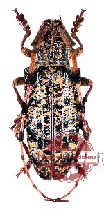 Pharsalia antennata (pair - mA1 fA-)