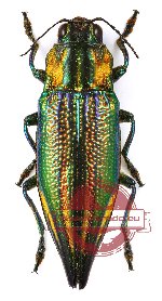 Cyphogastra (s.str.) impresipennis (A2)