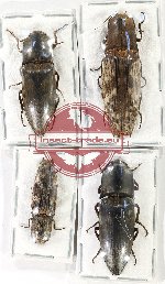 Scientific lot no. 172 Elateridae (4 pcs - 1 pc A2)