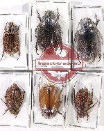 Scientific lot no. 191 Melolonthinae (6 pcs)