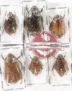 Scientific lot no. 189 Melolonthinae (6 pcs)