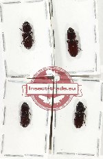 Scientific lot no. 163 Passalidae (4 pcs)