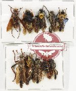 Scientific lot no. 99 Diptera (10 pcs)