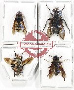 Scientific lot no. 102 Diptera (4 pcs)