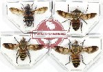 Scientific lot no. 103 Diptera (4 pcs)